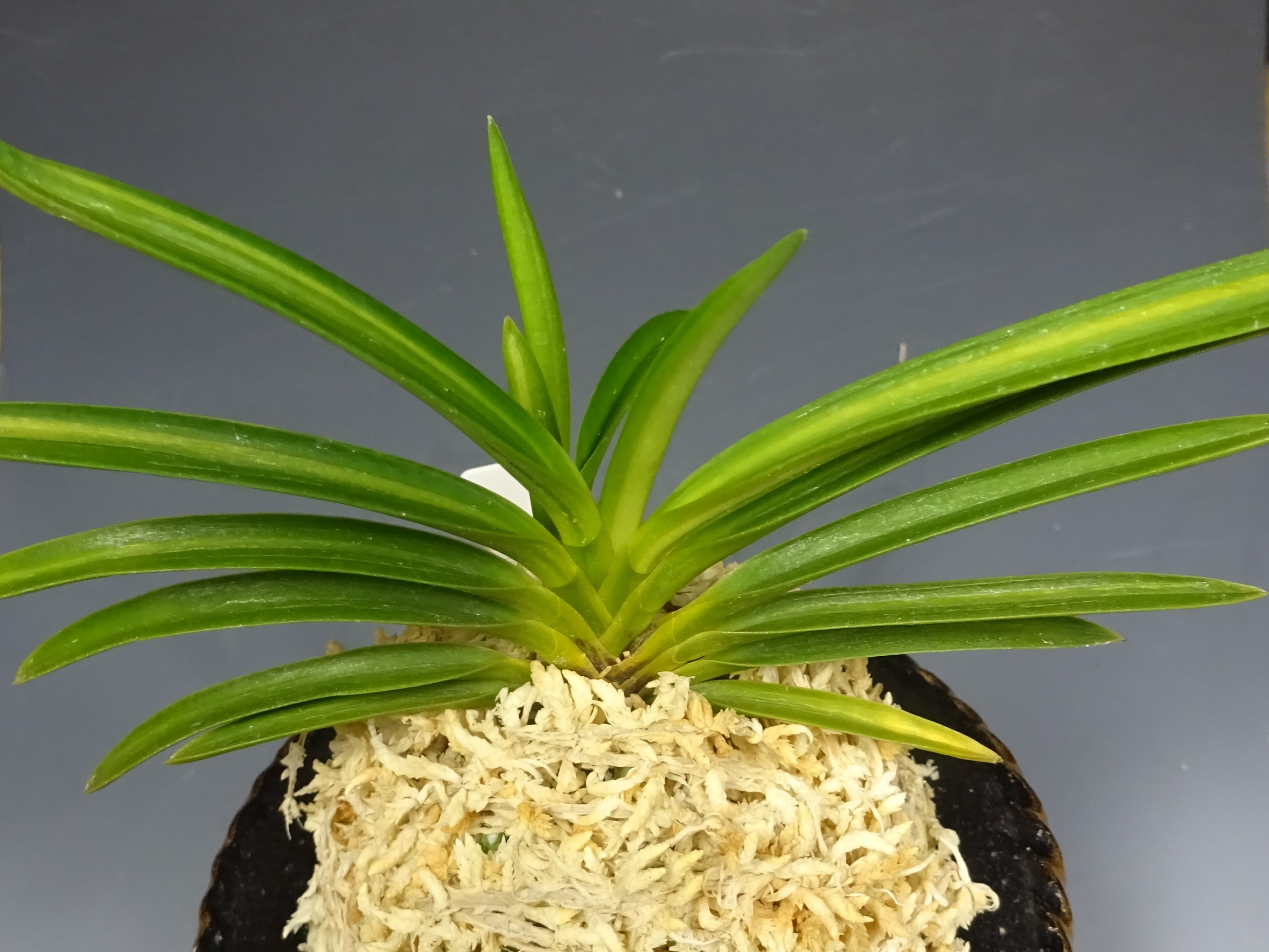 富貴蘭 風蘭 建国縞 ルビー根 【公式通販】